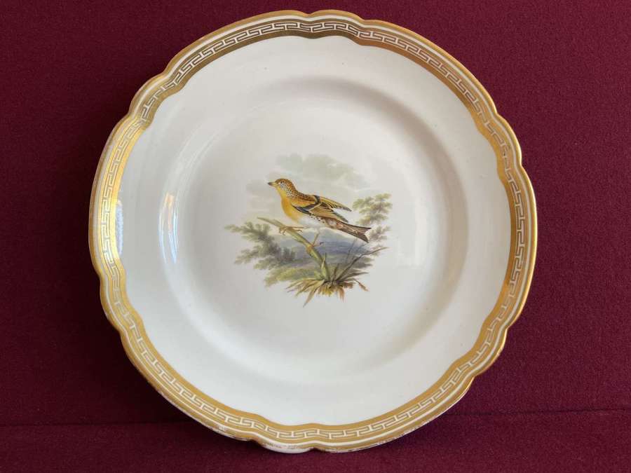 A rare Spode Ornithological plate decorated with a Willow Wren c.1805