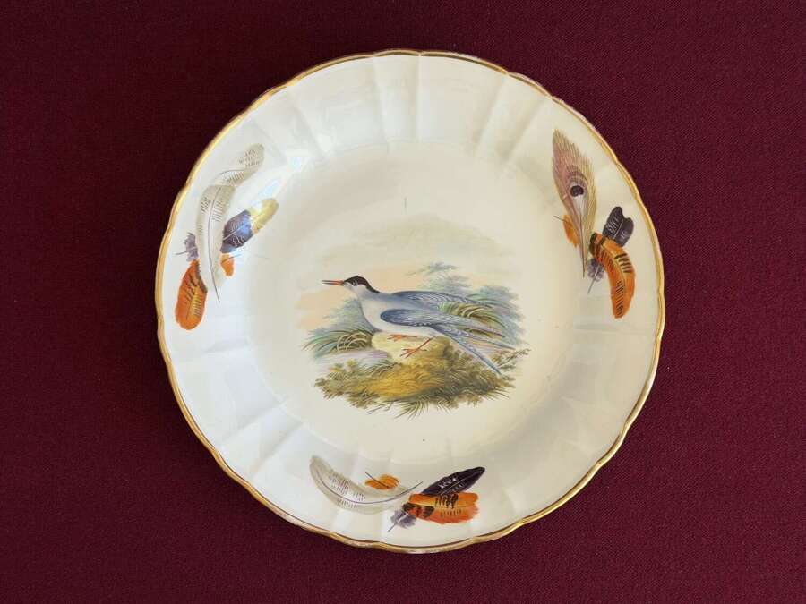 A rare Wedgwood Bone China Plate with painted with a 'Common Tern' c.1815