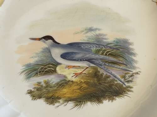 A rare Wedgwood Bone China Plate with painted with a 'Common Tern' c.1815